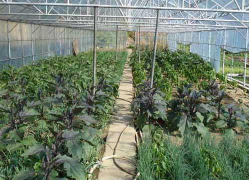 种植有什么基本要求答:无公害蔬菜是指产地环境,生产过程,产品质量