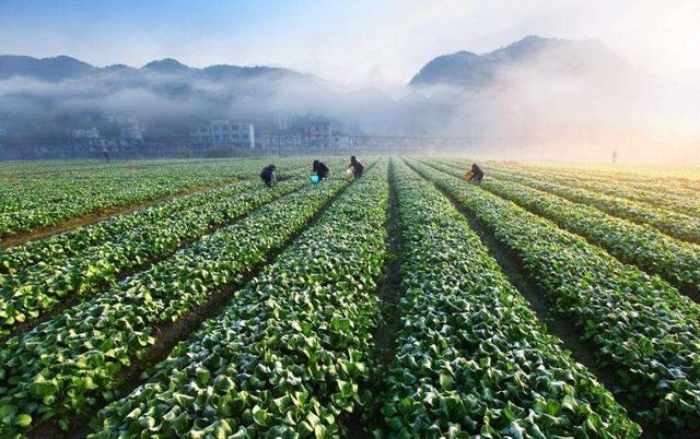农技分享:10月蔬菜种植管理指南