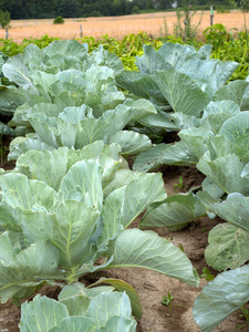 天然传统有机蔬菜种植在小型家庭菜园