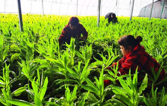 2月18日,南召县三益生态农业开发社员们在大棚里管理有机蔬菜