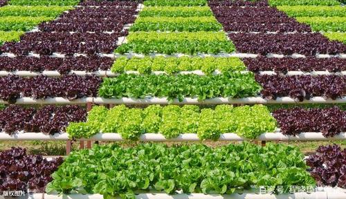 绿色生态蔬菜栽培技术,让蔬菜绿色健康,无污染,深受人们喜爱