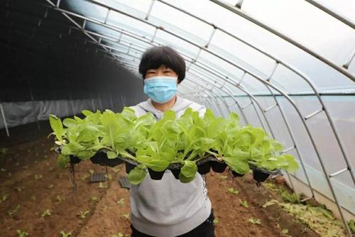 香河县五百户镇每天110吨蔬菜保京津"菜篮子"|疫情|农产品|新冠肺炎