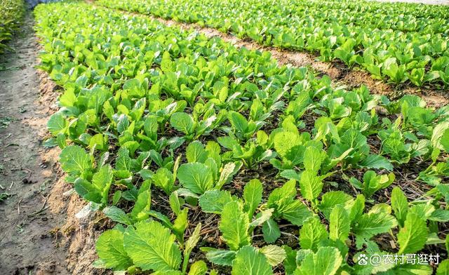 农村种植蔬菜,用这三个方法,种植蔬菜高产病虫害少