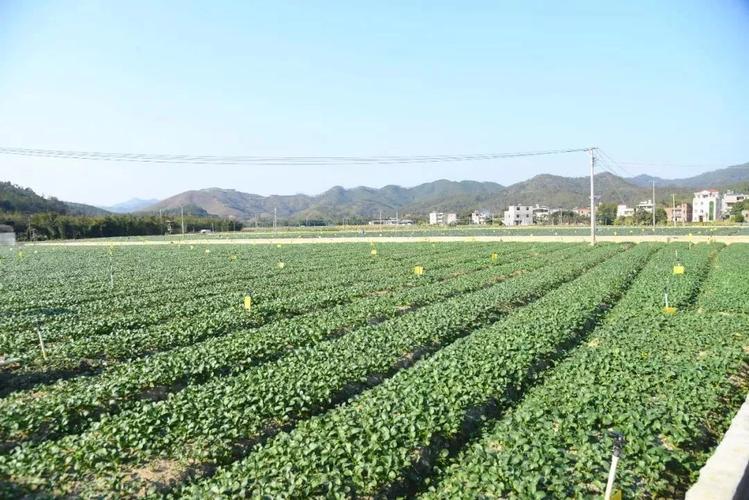 县堂生蔬菜种植农民专业合作社(简称"堂生蔬菜")从2011年就在此安家